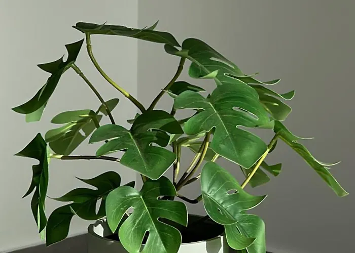 Sunsets Sur Ponderosa Playa de las Americas (Tenerife)